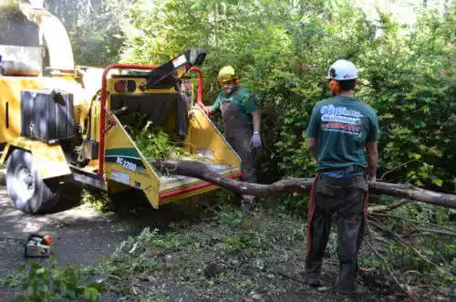 tree services Tempe